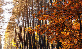 微信分身24小时自助商城网址公布！雅虎及电话查询方法介绍